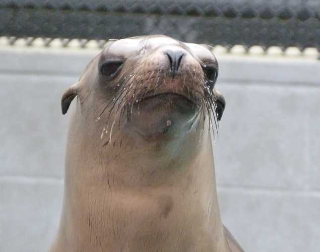 California sea lion Chortle
