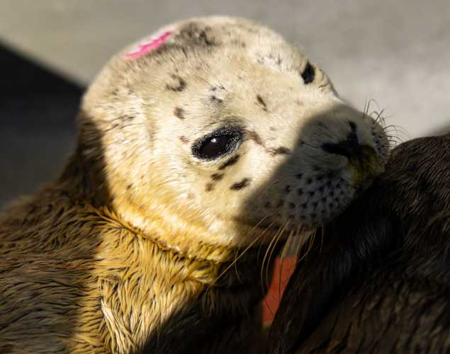 Harbor seal pup