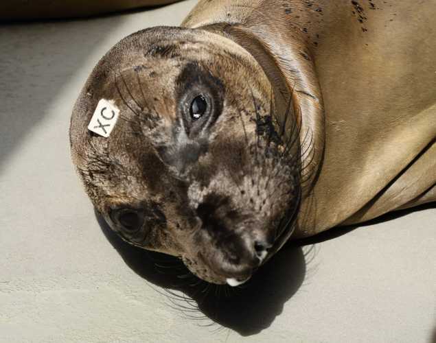 northern elephant seal Bastet