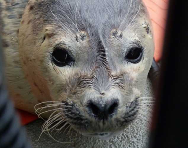 harbor seal Nickafina