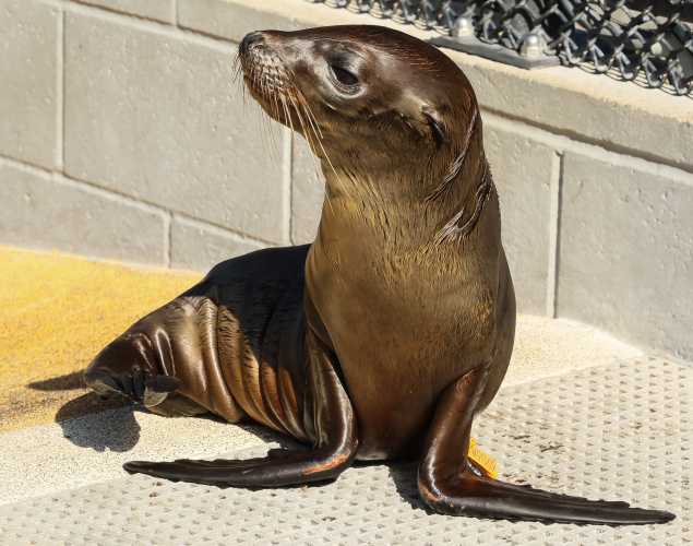California sea lion Maitake
