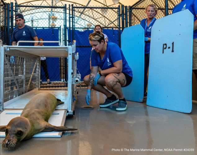 Hawaiian monk seal R8HA at The Marine Mammal Center