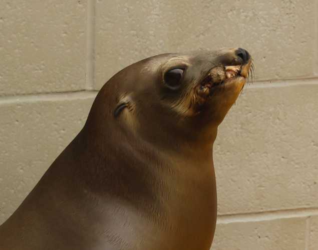 California sea lion Houlettes