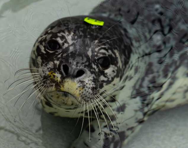 harbor seal Bessie