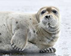 bearded seal on ice