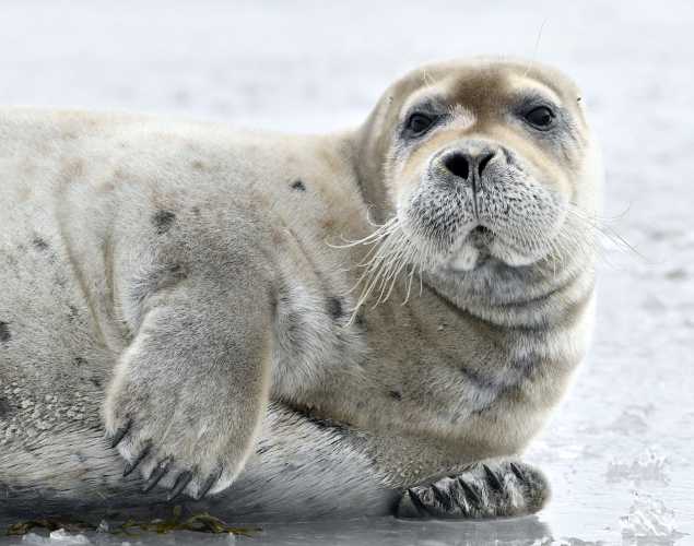 bearded seal on ice