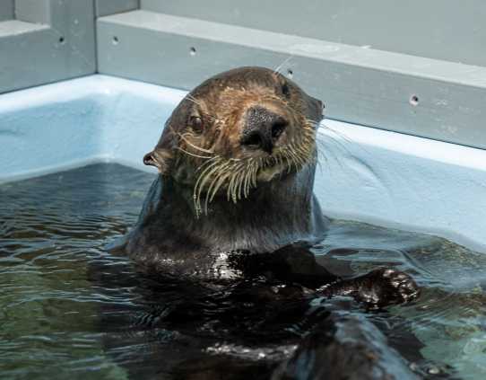 southern sea otter Hanai