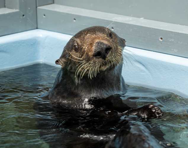 southern sea otter Hanai