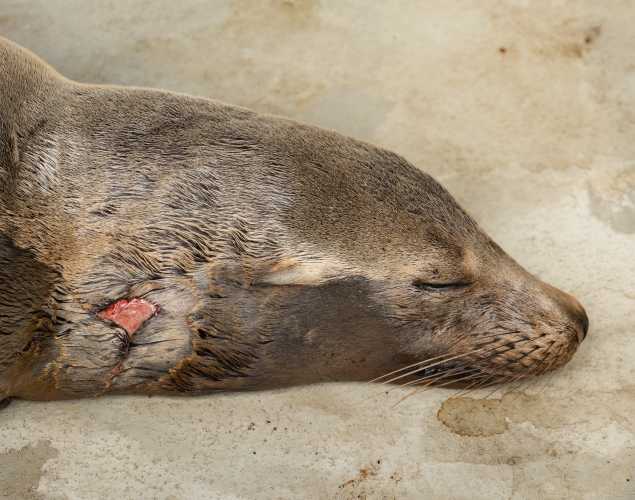 California sea lion Surge