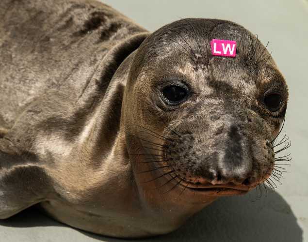 northern elephant seal Stafford