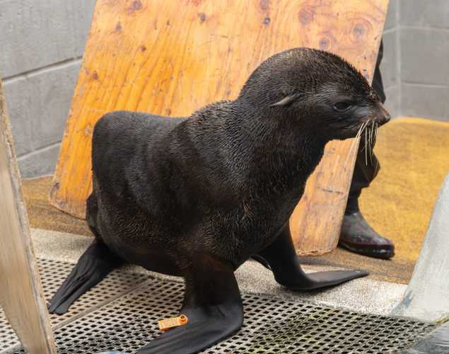 phlox northern fur seal
