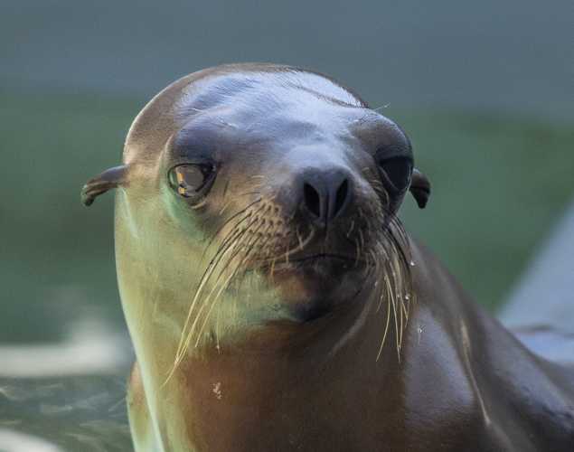 California sea lion Flatfoot