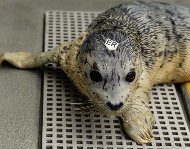 harbor seal Boogsy