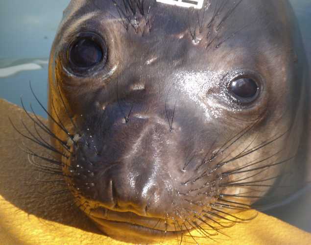 northern elephant seal Marysky