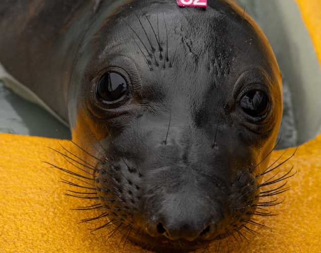 elephant seal pup soysage