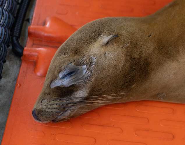 California sea lion Shimmer