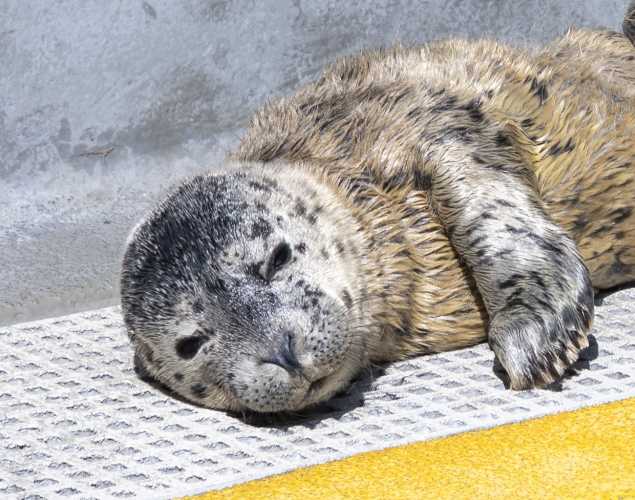 harbor seal Spaulding