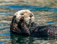 southern sea otter grooming its face