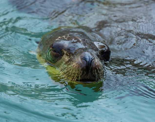 California sea lion Trekker