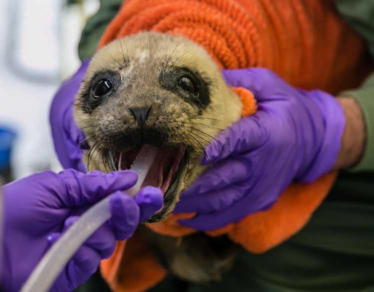 A newborn harbor seal pup is tube-fed during rehabilitative care.