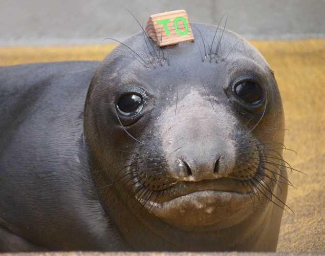 northern elephant seal Torquay
