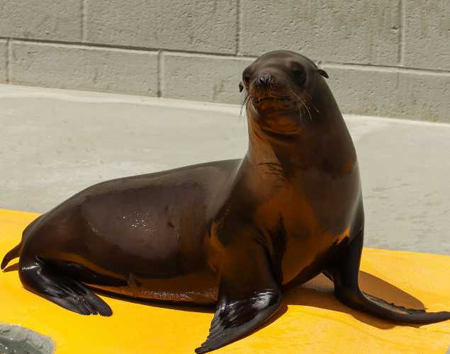 California sea lion