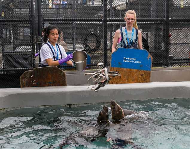 two volunteers toss fish into a sea lion pool