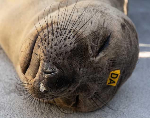 northern elephant seal Soap