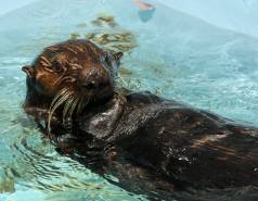 southern sea otter Paddlewan