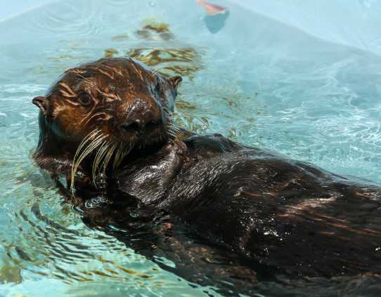 southern sea otter Paddlewan