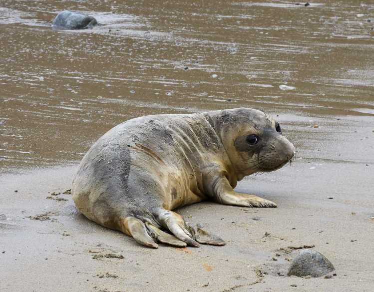 A juvenile elephant seal moves along the shore at the Chimney Rock rookery in California.