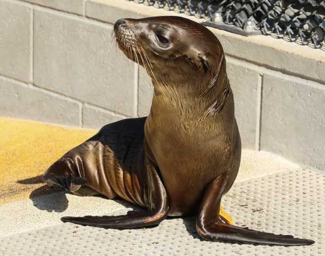 California sea lion Maitake
