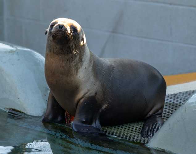 California sea lion