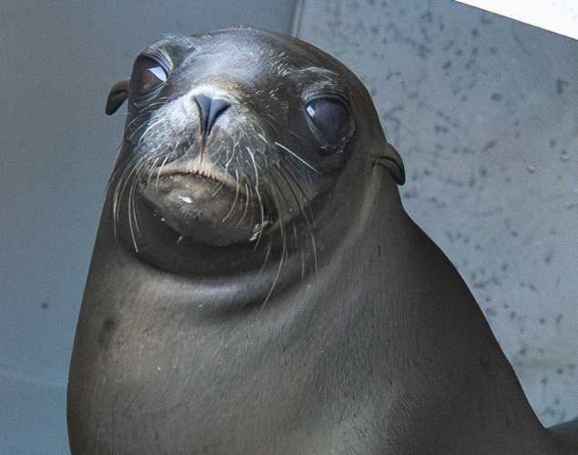 california sea lion humpday