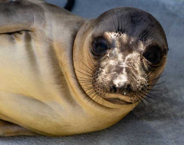 northern elephant seal Mariah