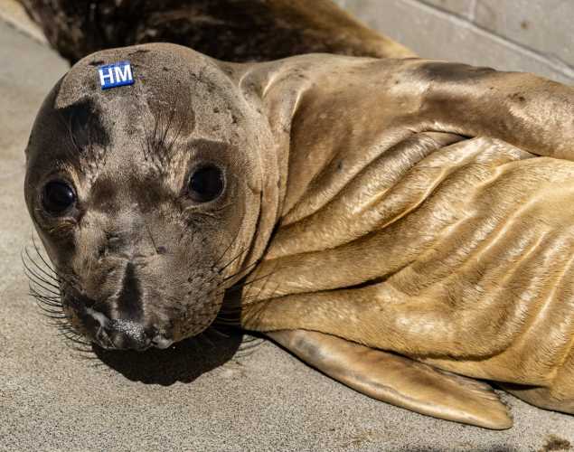 Northern elephant seal pup