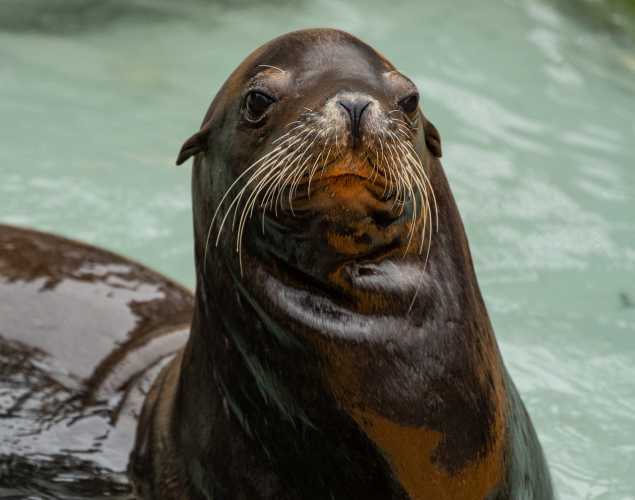 sea lion named pothole