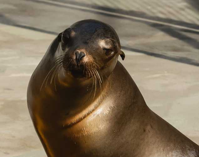 California sea lion Button