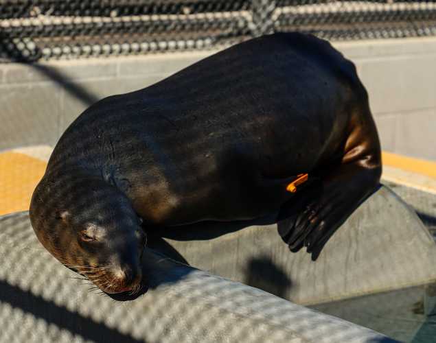 California sea lion Wafer