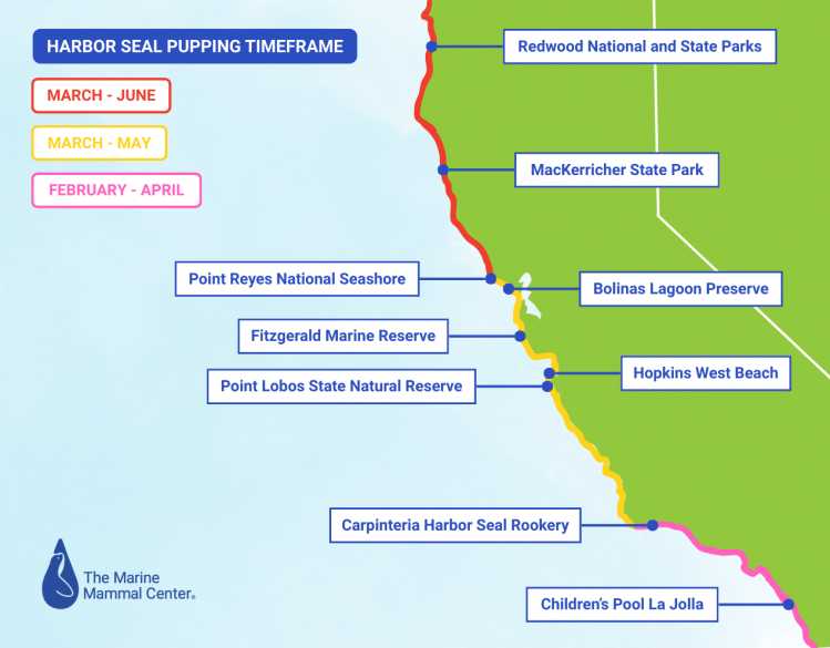 harbor seal pupping timeframe and viewpoints in California