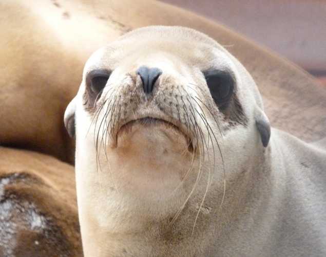 California sea lion Poppins