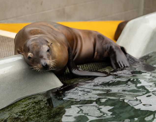 platypus california sea lion