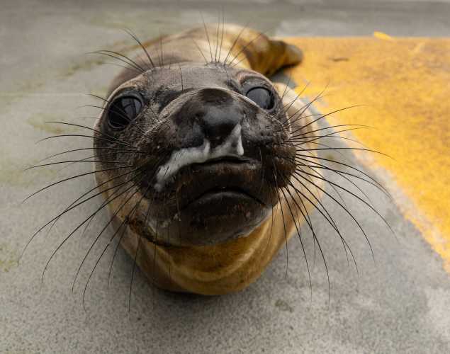northern elephant seal Dice