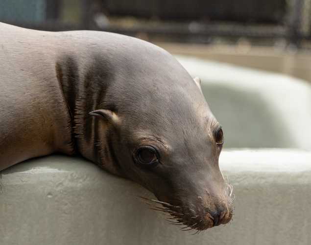 California sea lion Eyelet