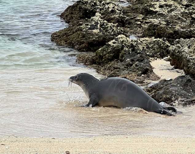 Hawaiian monk seal Malama returns to the ocean with a satellite tag
