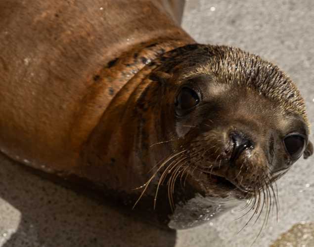 California sea lion Petal