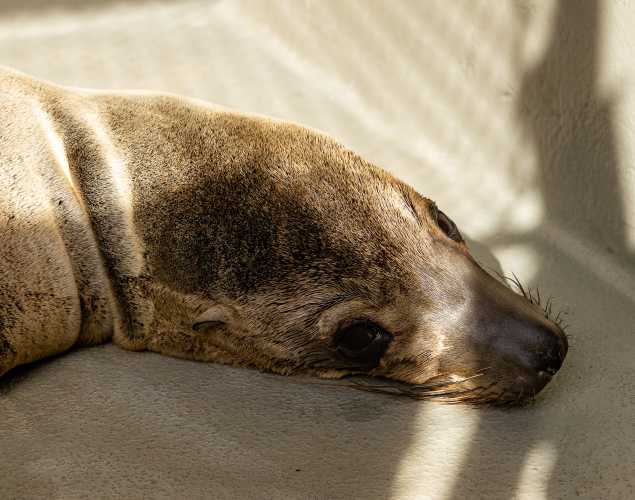 California sea lion Snowman
