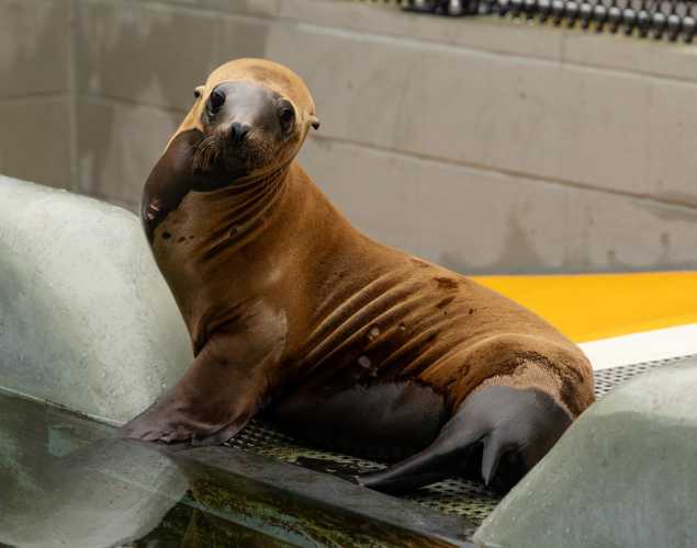 California sea lion