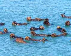Sea Otter raft