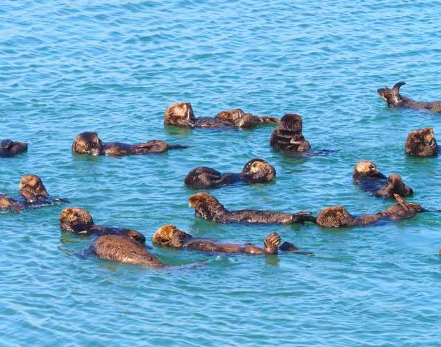 Sea Otter raft